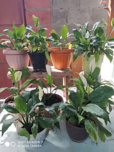 Декоративные цветы: Продаю: 1. Золотой Ус, большой. Цена за один корень 650 сом. — 15