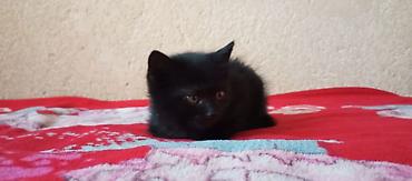 шотландский кошка: Кошка даром: Беспородная, Мальчик, Приучена к лотку — 1