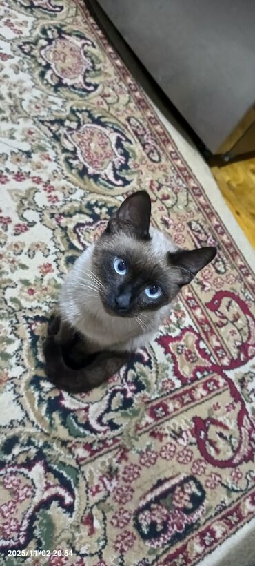 сибирская кошка купить: Siam