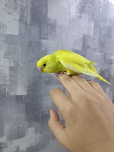 Tutuquşları: 1 ədəd - 20 manat Sevgi və qayğı göstərə biləcək insanlara dalğalı — 4