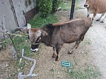 südlük inəklər: Məhsul: İki baş iribuynuzlu heyvan (inek və buzovna) Təsvir: - — 5
