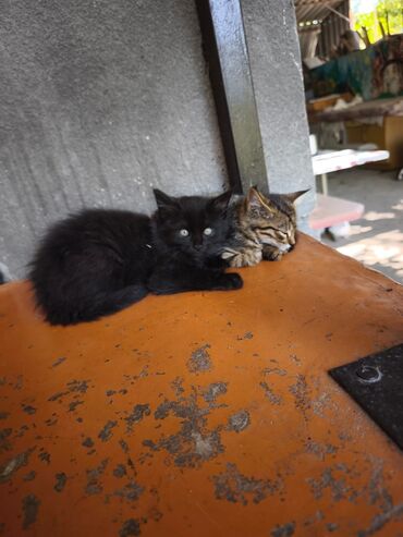 домик туалет для кошек: Кошка даром: Беспородная, 2 месяца, Мальчик