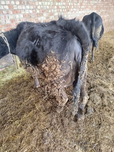 Коровы, быки: Продаю | Тёлка | Голштин, Швицкая | Для молока — 3