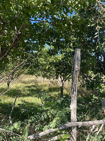 Продажа участков: Продаётся сад ( яблоня, груша абрикосы ) 10 соток в селе Жениш — 6