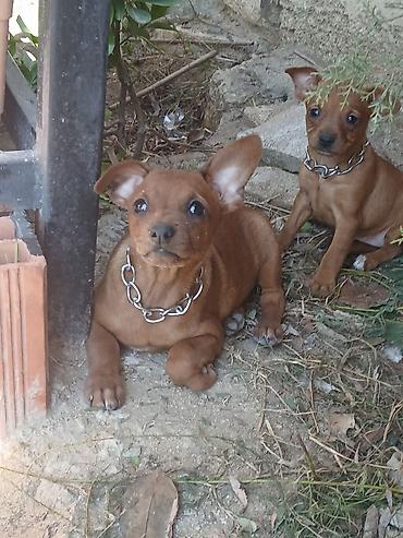doberman itləri: Zvonok, 1 ay, Ödənişli çatdırılma — 7