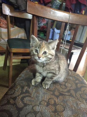 лоток для животных: В г. Кара-балта отдам котенка-девочку в добрые руки. Ей 2 месяца