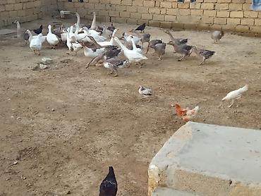 qırqovul yumurtası satışı: Salam oz qapimin heyvanlardir temz kennt mehsullari isdeyen adama — 4