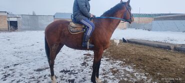 Лошади, кони: Таза канду тайлар 
алам дегендер чалгыла жазбай !