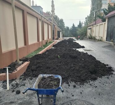 Toxumlar: Şəhid ailələrinə çatdırılma pulsuzdur. Qara torpaq Şamaxı İsmayıllı — 11