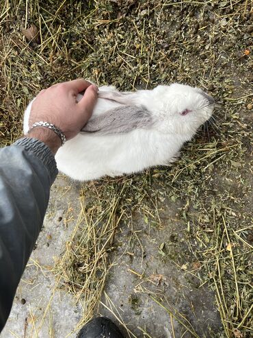 кролики токмак: Продаю | Крольчиха (самка) | Белый великан | Для разведения