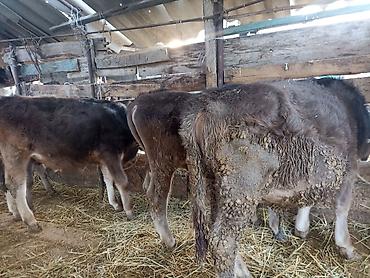 Коровы, быки: Продаю | Бык (самец) | На откорм | Привязанные — 8