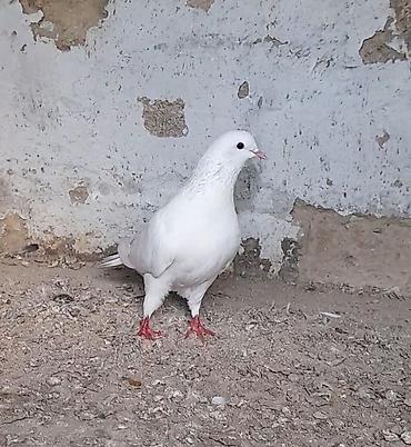 kreditle heyvan satisi: 14 tuk erkey tutulmadi qiymet sondu — 3