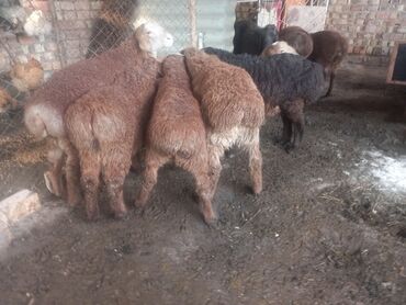 гиссарская порода овец цена: Продаю | Овца (самка), Баран (самец) | Гиссарская | Для разведения | Матка, Ярка