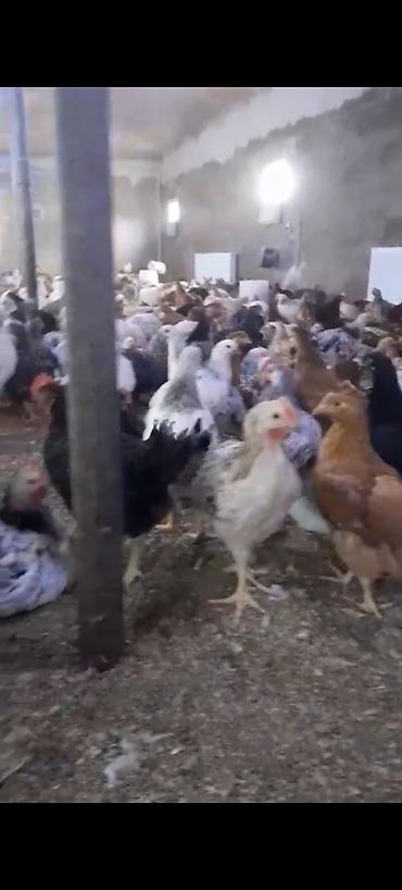 bərdə mal bazari: Məhsul: Yerli kənd toyuqları (yumurta və ətlik istiqamət) Təsvir: - — 3