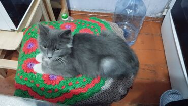 мейн кун бишкек 😺 питомник lyubushka 🐈 купить котенка 🐾 цена фото: Мышык бекер берилет: Породасыз, 4 айлык, Ургаачы, Лотокко барууга үйрөтүлгөн, Курттардан тазаланган