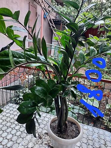 Замиокулькас (Долларовое дерево): Замиакулькас и др. цветы. район восток-5 — 5