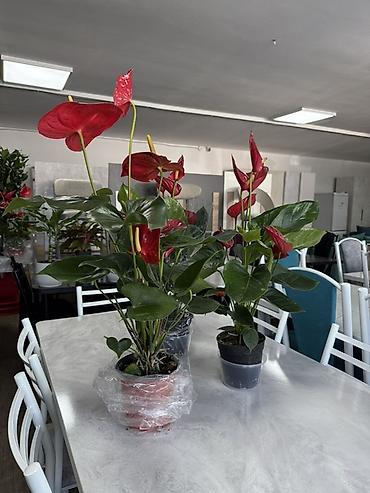 Антуриумы: Антуриум (Anthurium) в горшке - Компактный куст с плотными глянцевыми — 18