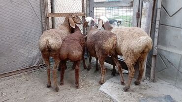 продажа щенков немецкой овчарки в бишкеке с документами: Сатам | Ургаачы кой (ургаачы), Козу, Кочкор (эркек) | Гиссар, Аргын | Көбөйтүү үчүн