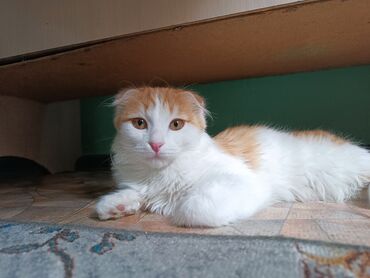 Коты: Шатландский котенок хайленд-фолд девочка