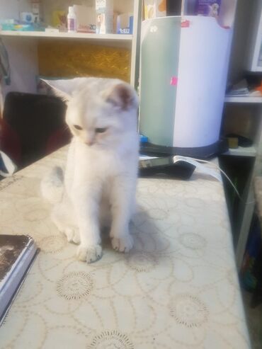 ağ pişiy: Şinşilla, Erkək, Yaxşı əllərə, Ünvandan götürmə