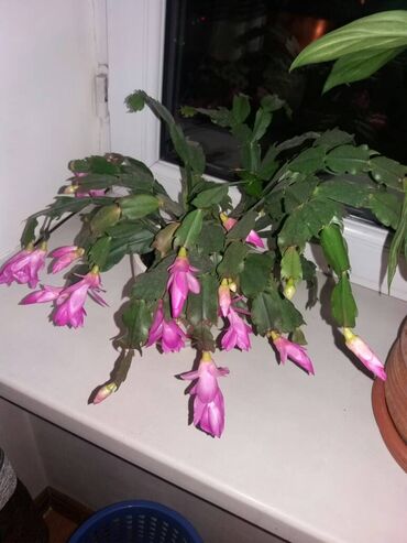 пальма финиковая: Комнатное растение Кактус (Эпифиллеум), цветет шикарными розовыми