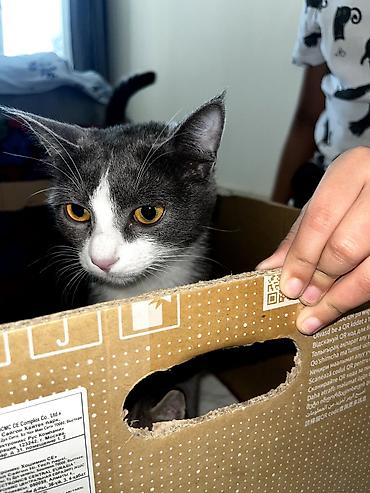 Продажа кошек: Продам кошку. вместе с ней идет её игрушка, кошачья мята и ошейник — 1