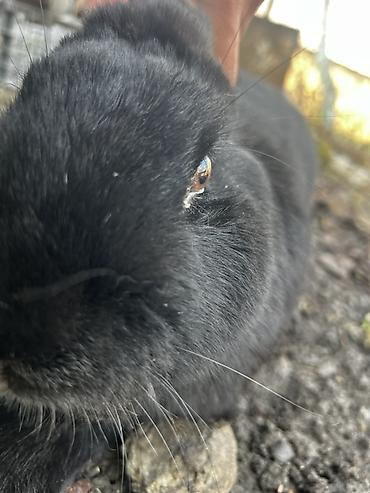 Кролики: Продаю | Крольчиха (самка), Кролик самец, Крольчата | Для разведения — 4