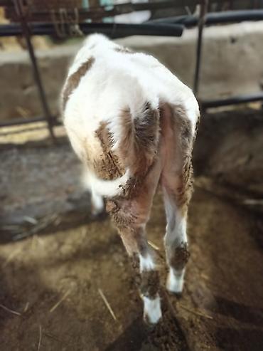 Коровы, быки: Продаю | Бык (самец) — 8