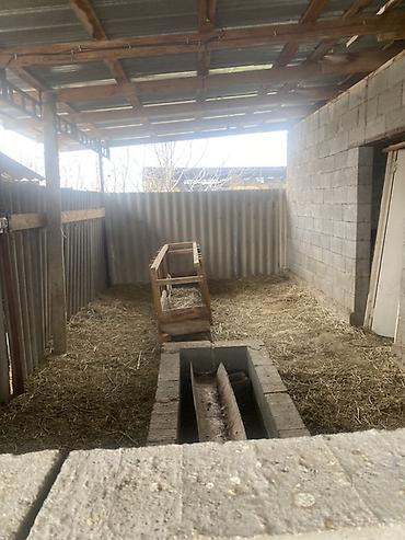 Гарнитуры для зала: Гарнитур для зала, Диван, цвет - Серый at lalafo.kg — 23 Гарнитуры для зала: Гарнитур для зала, Диван, цвет - Серый — 23