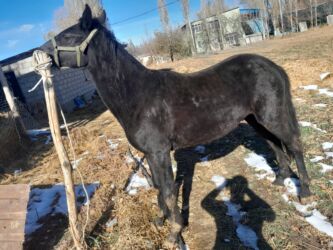 сколько стоит собака породы доберман: Продаю | Жеребец, Жеребенок