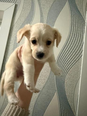 İtlər: Retriever, 2 ay — 12