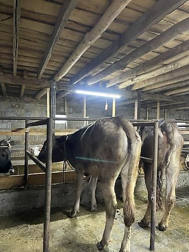 Коровы, быки: Продаю | Корова (самка) | Для молока | Привязанные at lalafo.kg — 10 Коровы, быки: Продаю | Корова (самка) | Для молока | Привязанные — 10