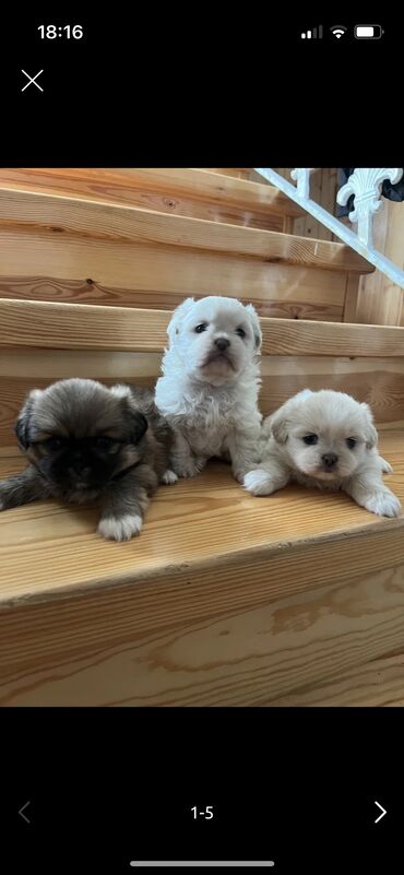 it bazari 2021: Pekines, 1 ay, Erkek
