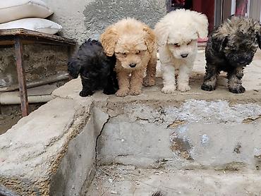 İtlər: Pudel — 2