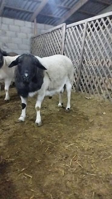 Баран, овца: Продаю | Баран (самец) | Для разведения | Племенные — 6