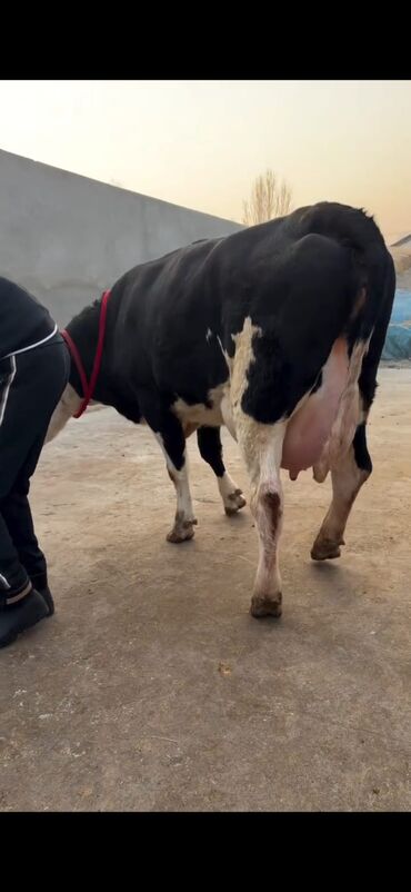 Inəklər, öküzlər: Südlük inək və buzov dəsti - Cins: Holşteyn tipli, xallı (qara‑ağ) — 10