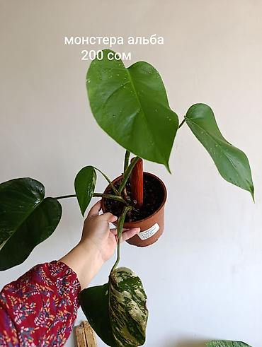 Продаю, названия и цены указаны на фото at lalafo.kg Продаю, названия и цены указаны на фото