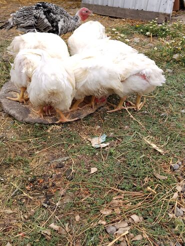 Toyuqlar: Təmizlənmiş Colpa var təmiz əti 1500.1600.1700.1800di istəyən zakas — 4