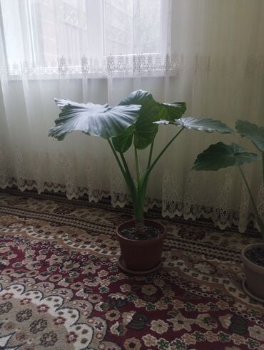 сансевьера комнатное растение: Алоказия крупнокорневищная,
80см 1800с
60см 1600с