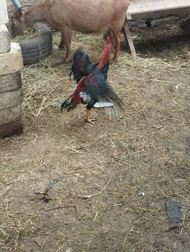 Xoruzlar: Aseel tipli uzunayaqlı cücərti/ceylək xoruz - Uzun və güclü sarı — 30