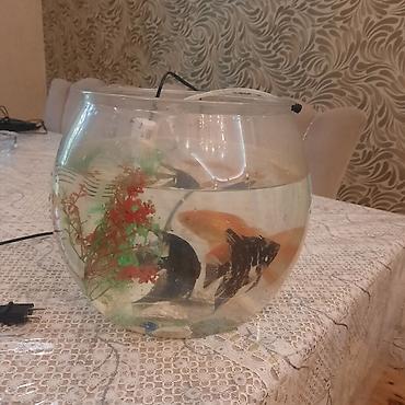 quppi baliqlari: Yumru akvarium, Balıqlarla birlikdə, 15 l — 3