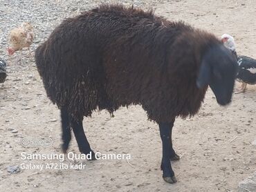 zaqatala qoyun: Quzu, Erkək, Qala, ay: 1, 45 kq, Damazlıq, Ətlik, Ünvandan götürmə