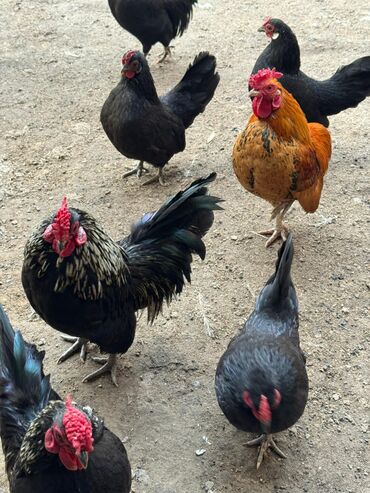 Куры, петухи: Продаю | Куры, Петух — 6