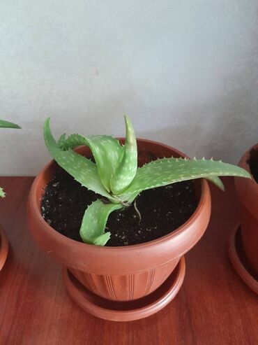 Алоэ – одно из немногих домашних растений, которое используется