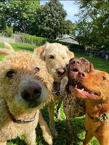 пес: 🐾 ПЁСИК НА ПРОГУЛКЕ 🐾 Выгул собак в Бишкека Нет времени погулять с — 1