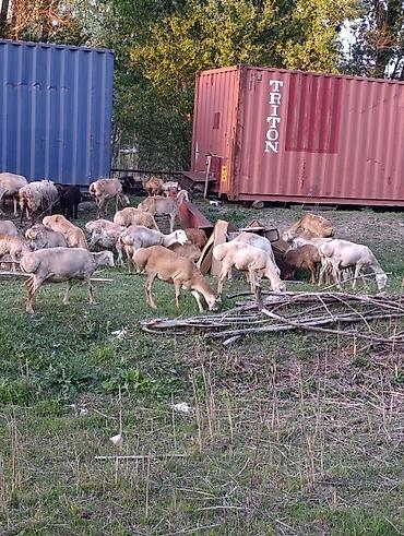 Баран, овца: Продаю | Овца (самка) | Для разведения | Матка — 11