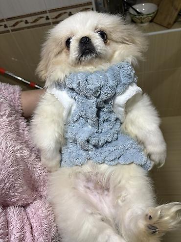 pişik yemi topdan: Pekines itler oz itlerimin balasidi qurd dermani verilib tam saglam — 4