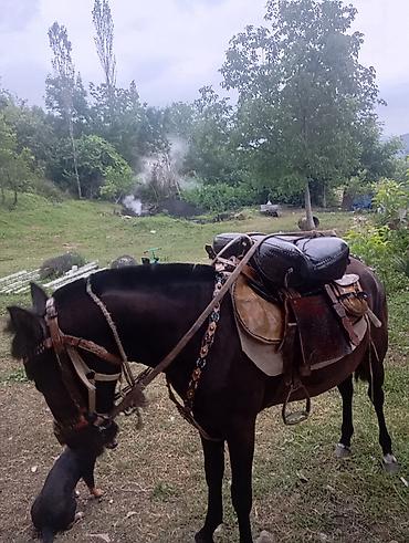 pişikler ucuz: Tam komplekt at yəhəri və qoşqu dəsti Tərkibi: - Dəri yəhər: ikiqat — 3