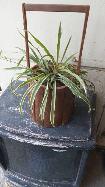 Quruducular: Xlorofitum otaq bitkisi lalafo.az -da Quruducular: Xlorofitum otaq bitkisi