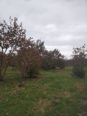 Kirayə torpaq sahələri: Kənd təsərrüfatı, Su — 2